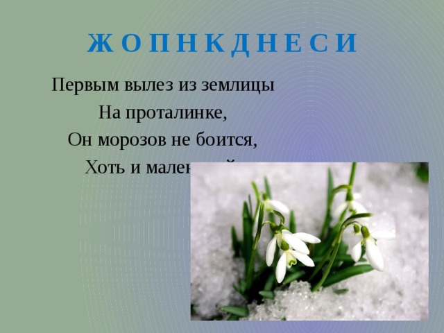 Ж О П Н К Д Н Е С И Первым вылез из землицы На проталинке, Он морозов не боится, Хоть и маленький. 