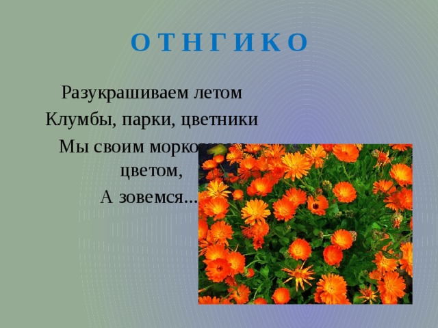 О Т Н Г И К О Разукрашиваем летом Клумбы, парки, цветники Мы своим морковным цветом, А зовемся... 
