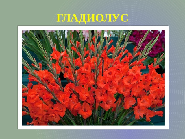 ГЛАДИОЛУС 