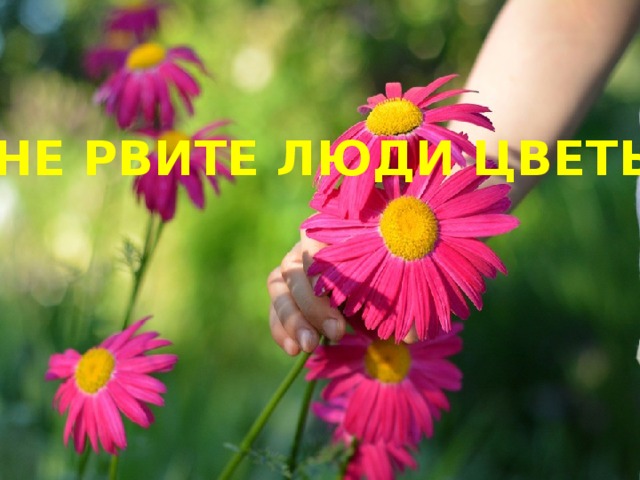 НЕ РВИТЕ ЛЮДИ ЦВЕТЫ 