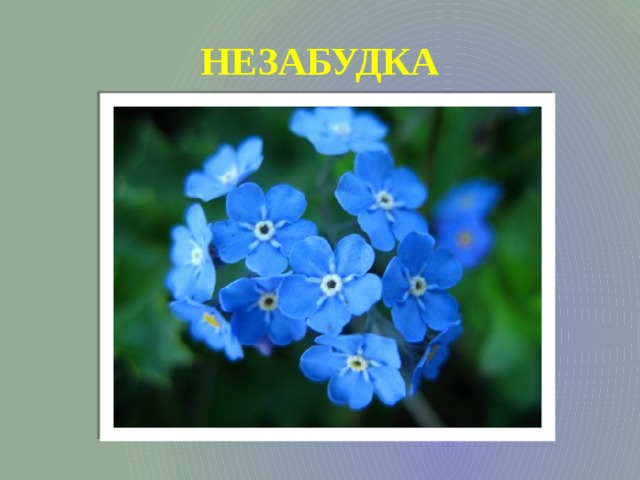 НЕЗАБУДКА 