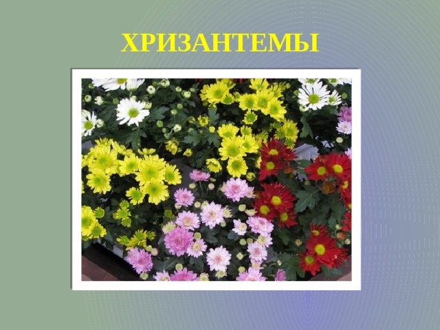 ХРИЗАНТЕМЫ 