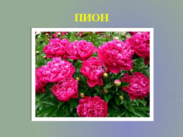 ПИОН 