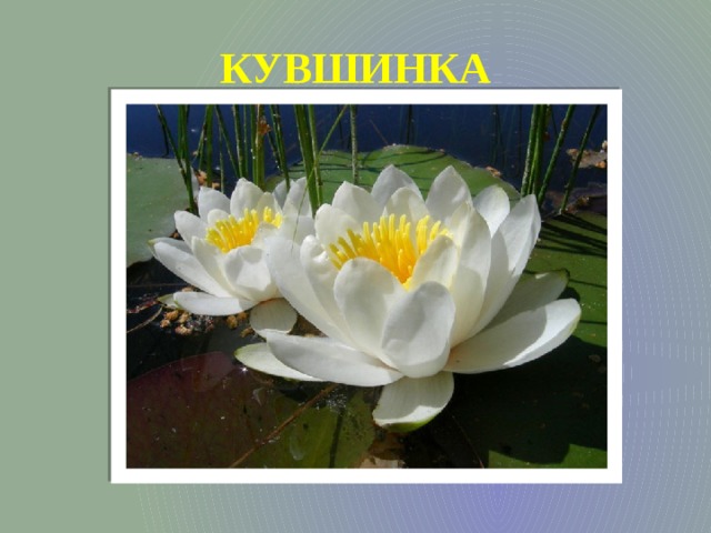 КУВШИНКА 