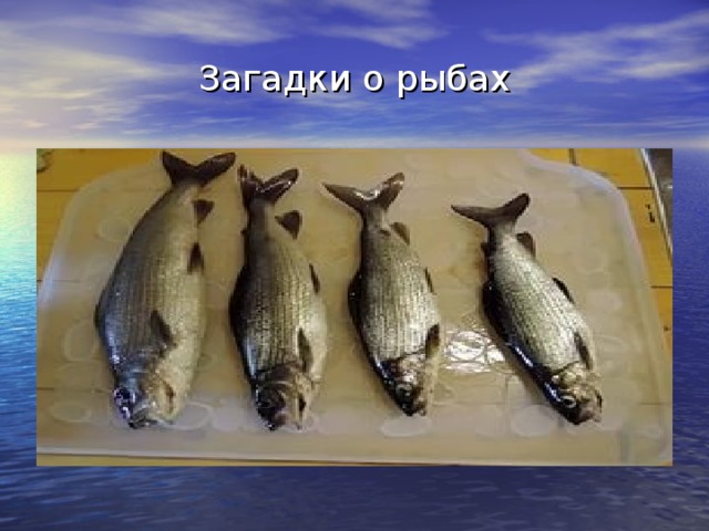 Загадки о рыбах 
