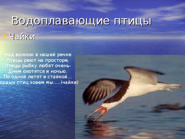 Над волною в нашей речке Птицы реют на просторе, Птицы рыбку любят очень- Днем охотятся и ночью. По одной летят и стайкой… Гордых птиц зовем мы…..(чайки) 