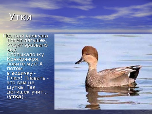   Пёстрая крякуша Ловит лягушек, Ходит вразвалочку, Спотыкалочку. Кря-кря-кря, ловите мух! А потом в водичку - Плюх! Плавать - это вам не шутка! Так детишек учит... ( утка ) . 