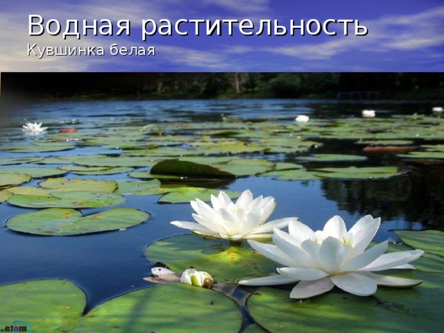 Кувшинка белая 