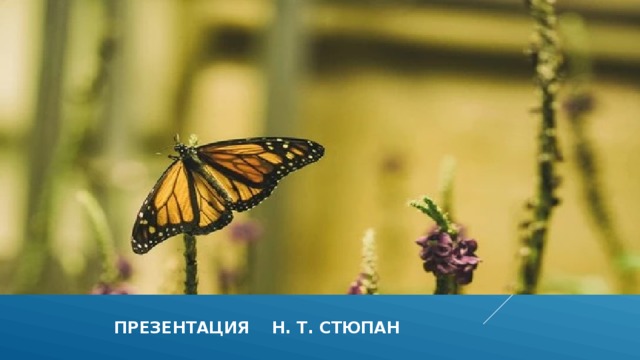  презентация н. т. стюпан 
