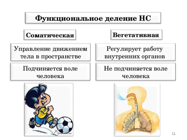 Функциональное деление НС Вегетативная  Соматическая Регулирует работу внутренних органов Управление движением тела в пространстве Не подчиняется воле человека Подчиняется воле человека 11 