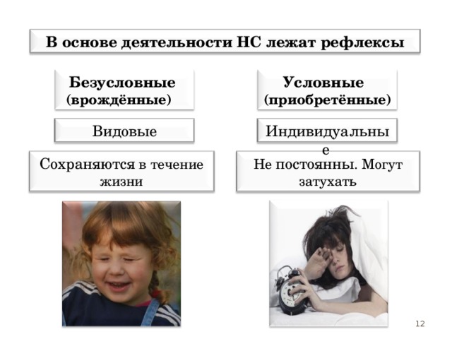 В основе деятельности НС лежат рефлексы Безусловные  (врождённые) Условные  (приобретённые)  Видовые Индивидуальные  Сохраняются в течение жизни Не постоянны . Могут затухать 12 