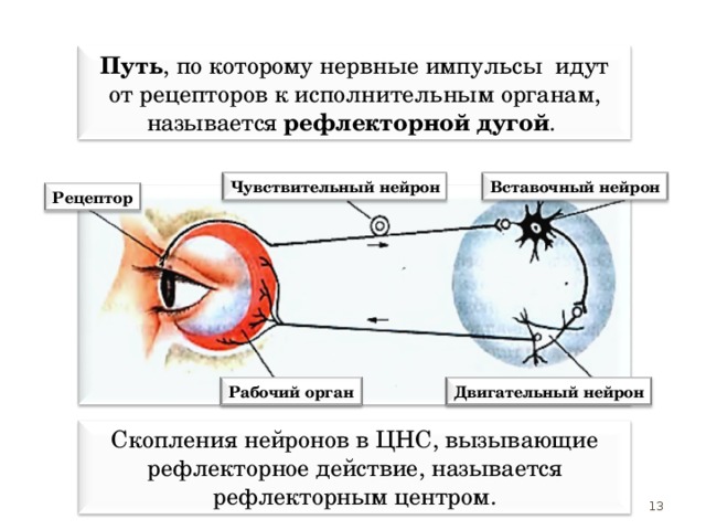 Путь , по которому нервные импульсы идут от рецепторов к исполнительным органам, называется рефлекторной дугой . Чувствительный нейрон Вставочный нейрон Рецептор Рабочий орган Двигательный нейрон Скопления нейронов в ЦНС, вызывающие рефлекторное действие, называется рефлекторным центром. 13 13 