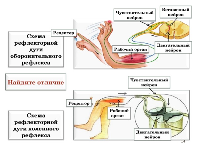 Вставочный нейрон Чувствительный нейрон Рецептор Схема рефлекторной дуги оборонительного рефлекса Двигательный нейрон Рабочий орган  Найдите отличие  Чувствительный нейрон Схема рефлекторной дуги оборонительного рефлекса - сложная рефлекторная дуга. Схема рефлекторной дуги коленного рефлекса - простая рефлекторная дуга. Отличие - отсутствие вставочного нейрона. Рецептор Рабочий  орган Схема рефлекторной дуги коленного рефлекса Двигательный нейрон 14 14 