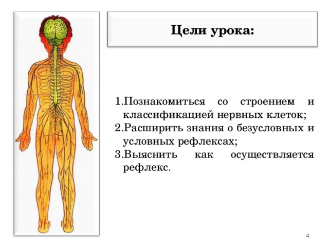  Цели урока:  Познакомиться со строением и классификацией нервных клеток; Расширить знания о безусловных и условных рефлексах; Выяснить как осуществляется рефлекс . 3 