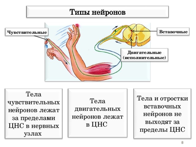 Вставочные Чувствительные Двигательные (исполнительные) Тела двигательных нейронов лежат в ЦНС Тела и отростки вставочных нейронов не выходят за пределы ЦНС Тела чувствительных нейронов лежат за пределами ЦНС в нервных узлах Чувствительные нейроны передают нервный импульс от рецепторов в спинной и головной мозг. Двигательные нейроны передают нервные импульсы от спинного и головного мозга к мышцам и внутренним органам. Вставочные нейроны осуществляют связь между чувствительными и исполнительными нейронами. 8 8 