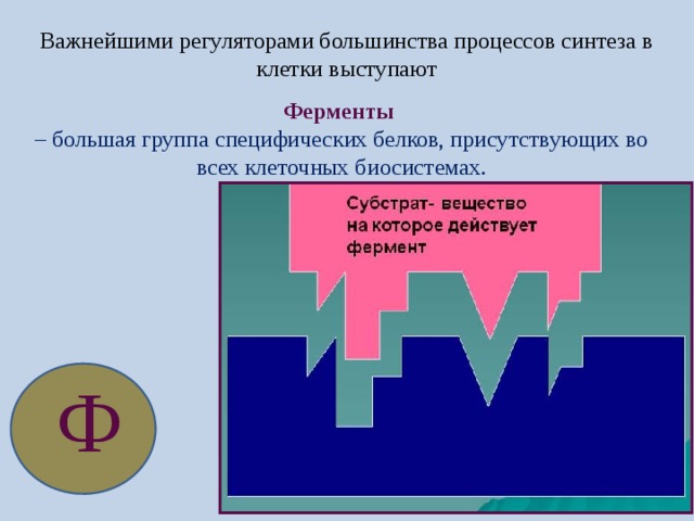 Важнейшими регуляторами большинства процессов синтеза в клетки выступают Ферменты  – большая группа специфических белков, присутствующих во всех клеточных биосистемах. Ф 