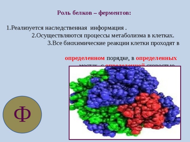 Роль белков – ферментов:  1.Реализуется наследственная информация .  2.Осуществляются процессы метаболизма в клетках.  3.Все биохимические реакции клетки проходят в  определенном порядке, в определенных  местах, с определенной скоростью. Ф 