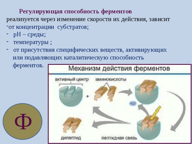  Регулирующая способность ферментов реализуется через изменение скорости их действия, зависит от концентрации субстратов;  рН – среды;  температуры ;  от присутствия специфических веществ, активирующих  или подавляющих каталитическую способность  ферментов. Ф 