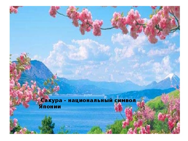  Сакура - национальный символ Японии 