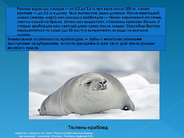 Уникальная особенность крабоедов — зубы с многочисленными выступами-зазубринами, использующимися как сито для фильтрации мелкого криля  Тюлень-крабоед проекты учащихся по теме 