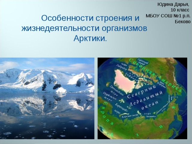 Юдина Дарья, 10 класс МБОУ СОШ №1 р.п. Беково Особенности строения и жизнедеятельности организмов Арктики. 