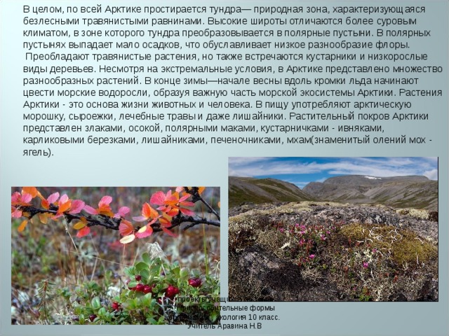 В целом, по всей Арктике простирается тундра— природная зона, характеризующаяся безлесными травянистыми равнинами. Высокие широты отличаются более суровым климатом, в зоне которого тундра преобразовывается в полярные пустыни. В полярных пустынях выпадает мало осадков, что обуславливает низкое разнообразие флоры.  Преобладают травянистые растения, но также встречаются кустарники и низкорослые виды деревьев. Несмотря на экстремальные условия, в Арктике представлено множество разнообразных растений. В конце зимы—начале весны вдоль кромки льда начинают цвести морские водоросли, образуя важную часть морской экосистемы Арктики. Растения Арктики - это основа жизни животных и человека. В пищу употребляют арктическую морошку, сыроежки, лечебные травы и даже лишайники. Растительный покров Арктики представлен злаками, осокой, полярными маками, кустарничками - ивняками, карликовыми березками, лишайниками, печеночниками, мхам(знаменитый олений мох - ягель).    проекты учащихся по теме 
