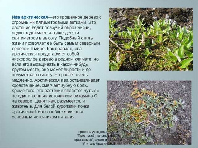 Ива арктическая — это  крошечное дерево с огромными пятиметровыми ветками. Это растение ведёт ползучий образ жизни, редко поднимается выше десяти сантиметров в высоту. Подобный стиль жизни позволяет её быть самым северным деревом в мире. Как правило, ива арктическая представляет собой низкорослое дерево в родном климате, но если его выращивать в каком-нибудь другом месте, оно может вырасти и до полуметра в высоту. Но растёт очень медленно. Арктическая ива останавливает кровотечение, смягчает зубную боль. Кроме того, это растение является чуть ли не единственным источником витамина C на севере. Ценят иву, разумеется, и животные. Для белой куропатки почки арктической ивы вообще являются основным источником питания. проекты учащихся по теме 