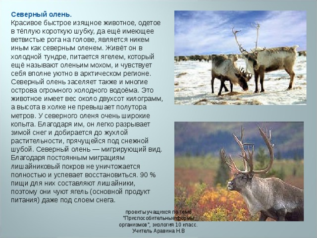 Северный олень. Красивое быстрое изящное животное, одетое в тёплую короткую шубку, да ещё имеющее ветвистые рога на голове, является никем иным как северным оленем. Живёт он в холодной тундре, питается ягелем, который ещё называют оленьим мохом, и чувствует себя вполне уютно в арктическом регионе. Северный олень заселяет также и многие острова огромного холодного водоёма. Это животное имеет вес около двухсот килограмм, а высота в холке не превышает полутора метров. У северного оленя очень широкие копыта. Благодаря им, он легко разрывает зимой снег и добирается до жухлой растительности, прячущейся под снежной шубой. Северный олень — мигрирующий вид. Благодаря постоянным миграциям лишайниковый покров не уничтожается полностью и успевает восстановиться. 90 % пищи для них составляют лишайники, поэтому они чуют ягель (основной продукт питания) даже под слоем снега.  проекты учащихся по теме 