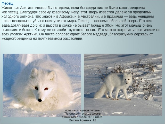 Песец. Животные Арктики многое бы потеряли, если бы среди них не было такого хищника как песец. Благодаря своему красивому меху, этот зверь известен далеко за пределами холодного региона. Его знают и в Африке, и в Австралии, и в Бразилии — ведь женщины носят песцовые шубы во всех уголках мира. Песец — совсем небольшой зверь. Его вес едва дотягивает до 5 кг, а высота в холке не бывает больше 30см. Но этот малыш очень вынослив и быстр. К тому же он любит путешествовать. Его можно встретить практически во всех уголках Арктики. Он часто сопровождает белого медведя, благоразумно держась от мощного хищника на почтительном расстоянии. проекты учащихся по теме 