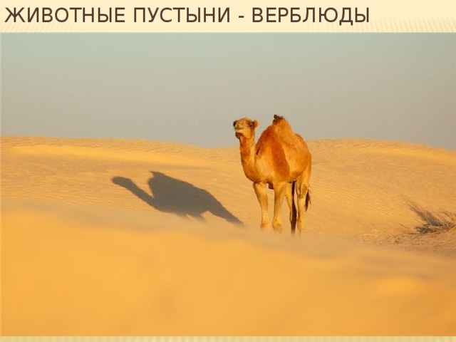Животные пустыни - верблюды 