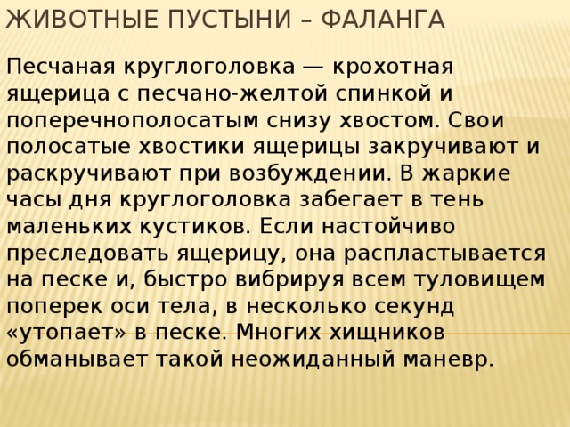 Животные пустыни – фаланга Песчаная круглоголовка — крохотная ящерица с песчано-желтой спинкой и поперечнополосатым снизу хвостом. Свои полосатые хвостики ящерицы закручивают и раскручивают при возбуждении. В жаркие часы дня круглоголовка забегает в тень маленьких кустиков. Если настойчиво преследовать ящерицу, она распластывается на песке и, быстро вибрируя всем туловищем поперек оси тела, в несколько секунд «утопает» в песке. Многих хищников обманывает такой неожиданный маневр. 