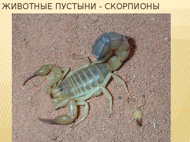 Животные пустыни - скорпионы 