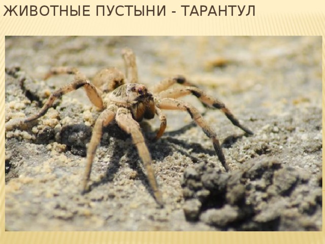 Животные пустыни - тарантул 