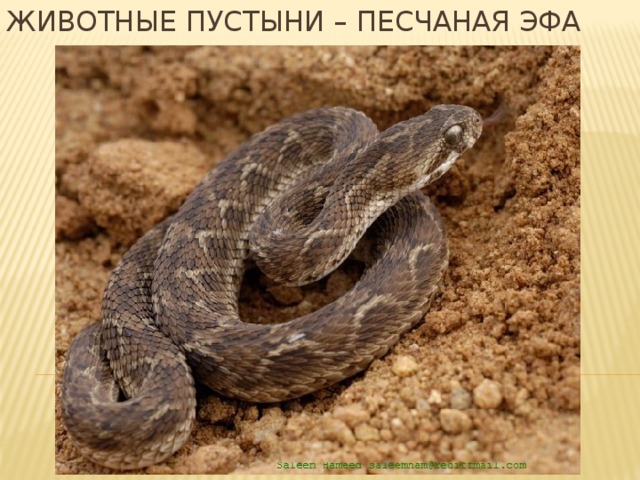 Животные пустыни – песчаная эфа 