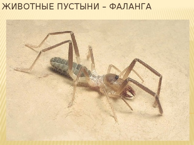 Животные пустыни – фаланга 