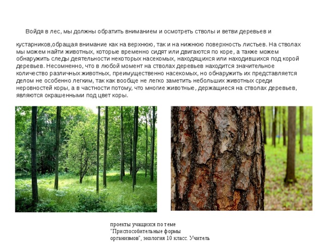  Войдя в лес, мы должны обратить вниманием и осмотреть стволы и ветви деревьев и кустарников,обращая внимание как на верхнюю, так и на нижнюю поверхность листьев. На стволах мы можем найти животных, которые временно сидят или двигаются по коре, а также можем обнаружить следы деятельности некоторых насекомых, находящихся или находившихся под корой деревьев. Несомненно, что в любой момент на стволах деревьев находится значительное количество различных животных, преимущественно насекомых, но обнаружить их представляется делом не особенно легким, так как вообще не легко заметить небольших животных среди неровностей коры, а в частности потому, что многие животные, держащиеся на стволах деревьев, являются окрашенными под цвет коры. проекты учащихся по теме 