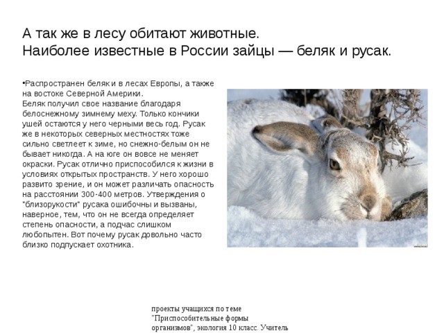 А так же в лесу обитают животные.  Наиболее известные в России зайцы — беляк и русак. Распространен беляк и в лесах Европы, а также на востоке Северной Америки.  Беляк получил свое название благодаря белоснежному зимнему меху. Только кончики ушей остаются у него черными весь год. Русак же в некоторых северных местностях тоже сильно светлеет к зиме, но снежно-белым он не бывает никогда. А на юге он вовсе не меняет окраски. Русак отлично приспособился к жизни в условиях открытых пространств. У него хорошо развито зрение, и он может различать опасность на расстоянии 300-400 метров. Утверждения о 