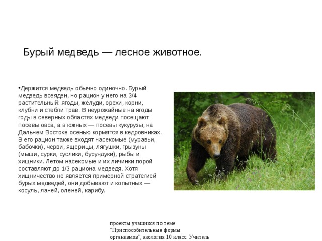 Бурый медведь — лесное животное. Держится медведь обычно одиночно. Бурый медведь всеяден, но рацион у него на 3/4 растительный: ягоды, жёлуди, орехи, корни, клубни и стебли трав. В неурожайные на ягоды годы в северных областях медведи посещают посевы овса, а в южных — посевы кукурузы; на Дальнем Востоке осенью кормятся в кедровниках. В его рацион также входят насекомые (муравьи, бабочки), черви, ящерицы, лягушки, грызуны (мыши, сурки, суслики, бурундуки), рыбы и хищники. Летом насекомые и их личинки порой составляют до 1/3 рациона медведя. Хотя хищничество не является примерной стратегией бурых медведей, они добывают и копытных — косуль, ланей, оленей, карибу. проекты учащихся по теме 