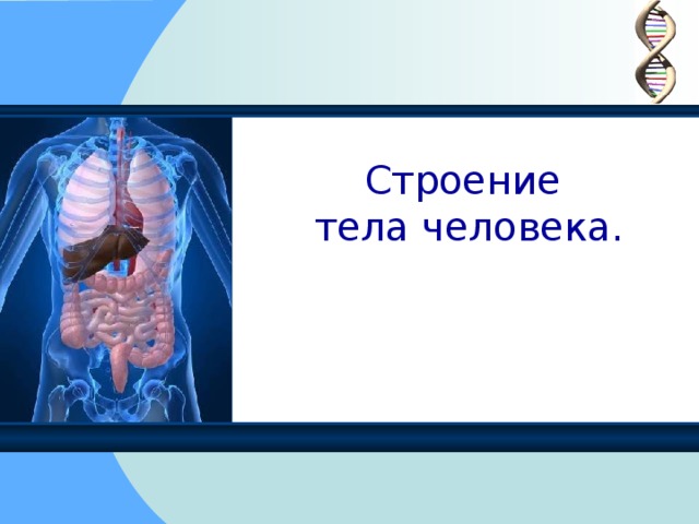 Строение  тела человека. 
