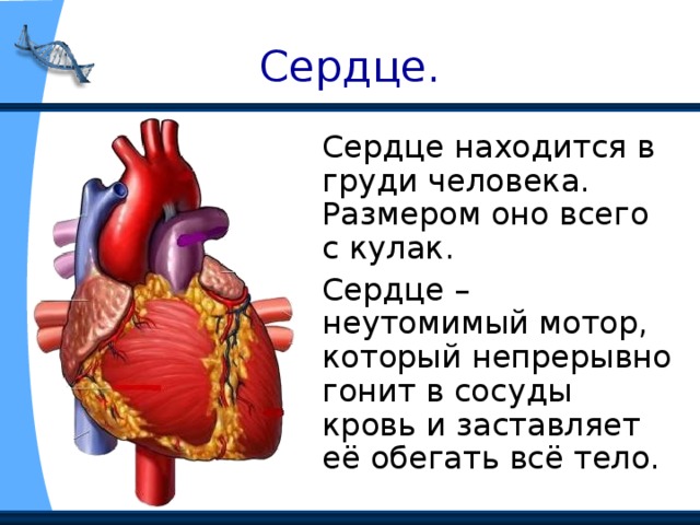 Сердце.  Сердце находится в груди человека. Размером оно всего с кулак.  Сердце – неутомимый мотор, который непрерывно гонит в сосуды кровь и заставляет её обегать всё тело. 