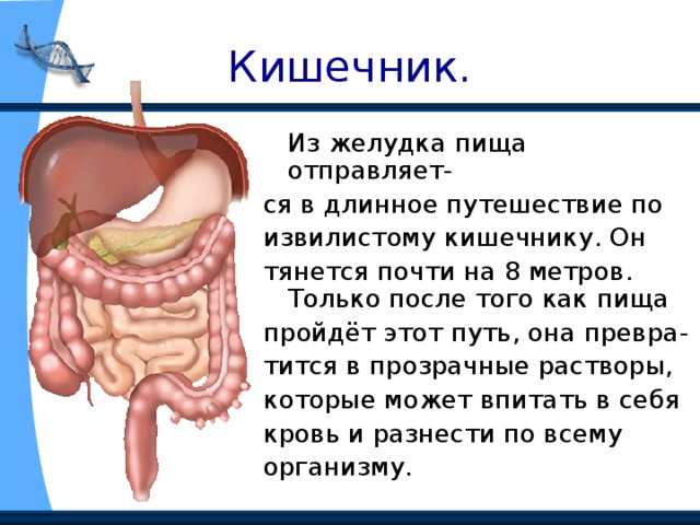 Кишечник.  Из желудка пища отправляет- ся в длинное путешествие по извилистому кишечнику. Он тянется почти на 8 метров. Только после того как пища пройдёт этот путь, она превра- тится в прозрачные растворы, которые может впитать в себя кровь и разнести по всему организму. 