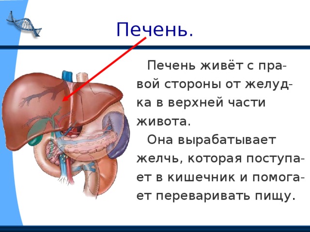 Печень.  Печень живёт с пра- вой стороны от желуд- ка в верхней части живота.  Она вырабатывает желчь, которая поступа- ет в кишечник и помога- ет переваривать пищу . 