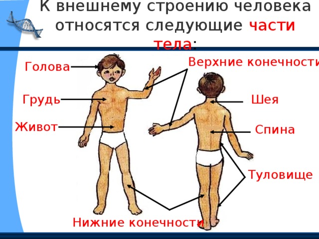 К внешнему строению человека относятся следующие  части тела : Верхние конечности Голова Шея Грудь Живот Спина Туловище Нижние конечности 