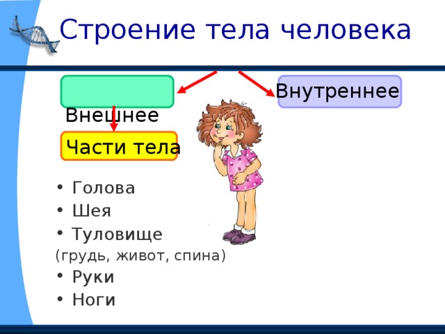  Строение тела человека  Внешнее Внутреннее Части тела Голова Шея Туловище (грудь, живот, спина) Руки Ноги 