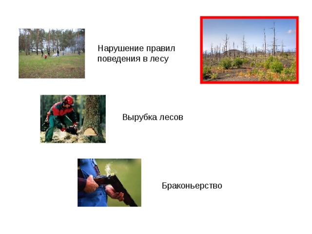 Нарушение правил поведения в лесу Вырубка лесов Браконьерство 