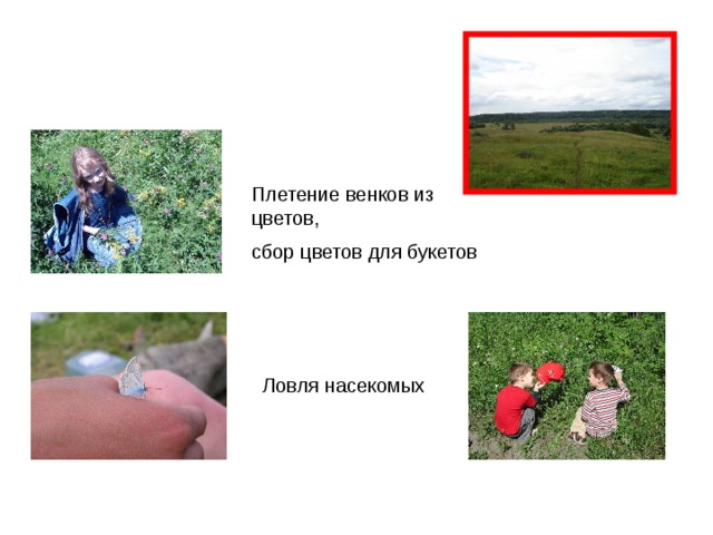 Плетение венков из цветов, сбор цветов для букетов Ловля насекомых 