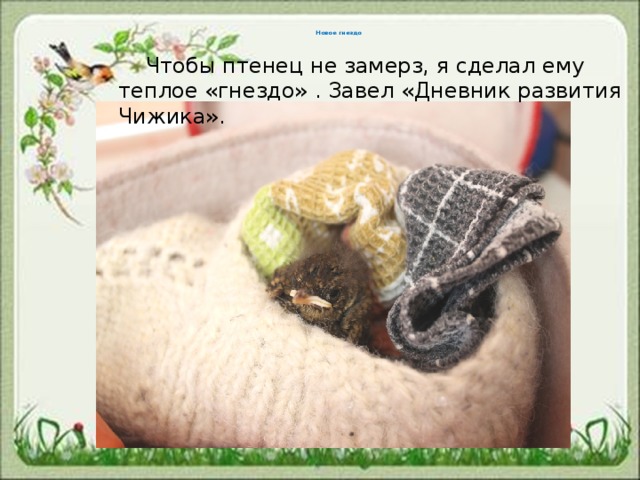    Новое гнездо     Чтобы птенец не замерз, я сделал ему теплое «гнездо» . Завел «Дневник развития Чижика». 