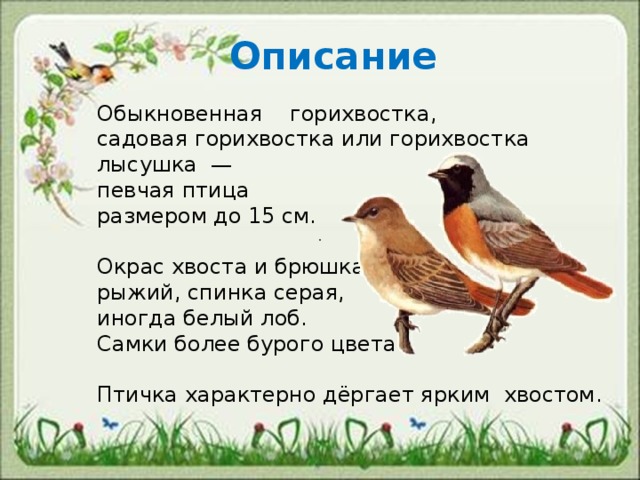    Описание Обыкновенная горихвостка, садовая горихвостка или горихвостка лысушка — певчая птица размером до 15 см. Окрас хвоста и брюшка — рыжий, спинка серая, иногда белый лоб. Самки более бурого цвета. Птичка характерно дёргает ярким хвостом. 