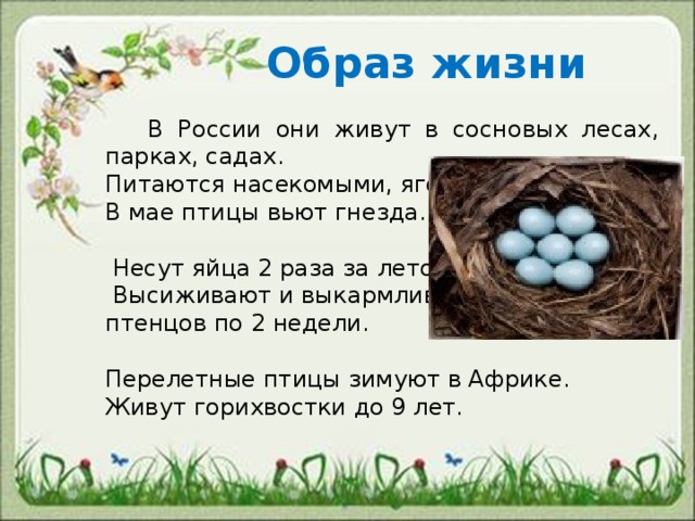  Образ жизни  В России они живут в сосновых лесах, парках, садах. Питаются насекомыми, ягодами. В мае птицы вьют гнезда.   Несут яйца 2 раза за лето.   Высиживают и выкармливают птенцов по 2 недели. Перелетные птицы зимуют в Африке. Живут горихвостки до 9 лет. 