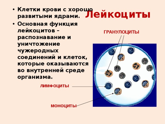 Лейкоциты  Клетки крови с хорошо развитыми ядрами. Основная функция лейкоцитов – распознавание и уничтожение чужеродных соединений и клеток, которые оказываются во внутренней среде организма. ГРАНУЛОЦИТЫ ЛИМФОЦИТЫ МОНОЦИТЫ 